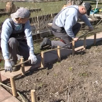 pilekviste til hegn pilekviste til hegn